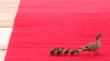 Ducks walk on the red carpet ahead of the arrival of the Chinese President Xi Jinping for a meeting with his Serbian counterpart, Aleksandar Vucic, in Belgrade on May 8.&nbsp;