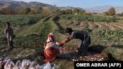 آرشیف، اعضای یک خانواده افغان حین کار کردن در مزرعه‌شان