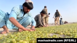 تولید کشمش در افغانستان 