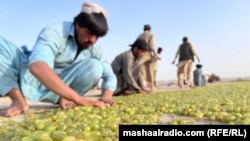 کوټه کې کارګر انګور وچوي څو ترې ممیز جوړ کړي. انځور له ارشیف څخه