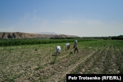 Workers in the cotton fields alongside the Syr Darya River