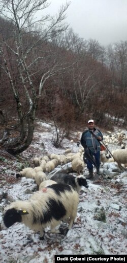 Dedë Çobani duke kullotur bagëtinë në bjeshkët e veriut të Shqipërisë, në lartësi mbidetare mbi 2200 metra.