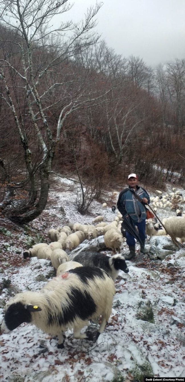 Dedë Çobani duke kullotur bagëtinë në bjeshkët e veriut të Shqipërisë, në lartësi mbidetare mbi 2200 metra.
