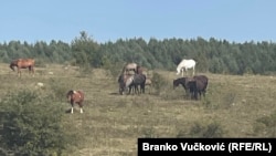 Ugrožene su životinje jer su svi vodotoci presušili, Pešterska visoravan na jugozapadu Srbije, 11. avgust 2024.