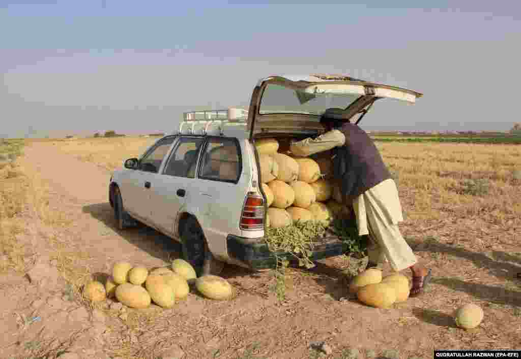 &nbsp;An Afghan vendor loads watermelons into the trunk of his car to sell them at a market in Kandahar.&nbsp;