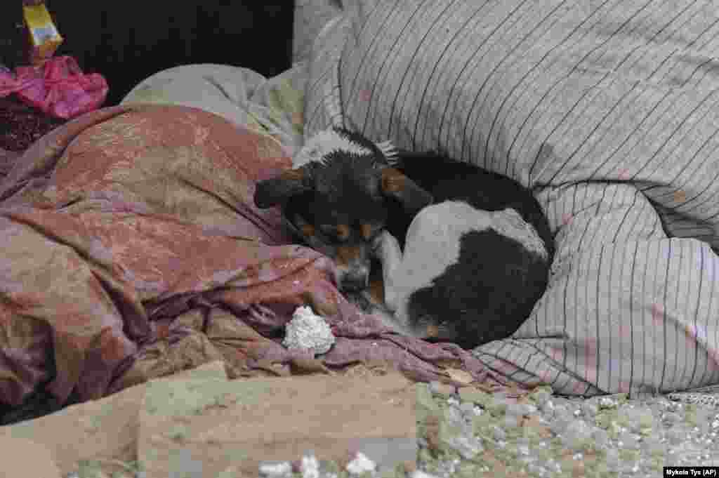 A dog whose owners were killed in the March 9 missile attack lies among the rubble of a house in the village in the Zolochevskiy district in the western Lviv region.