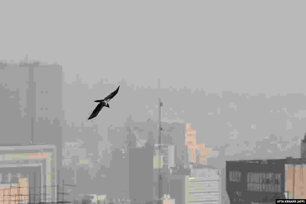 A bird flies above buildings as smog covers Tehran.&nbsp;