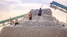 A large pile of harvested raw cotton is harvested near Shymkent, Kazakhstan, in September 2022.