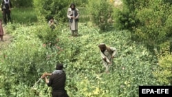 تخریب مزارع کوکنار از سوی طالبان - عکس از آرشیف