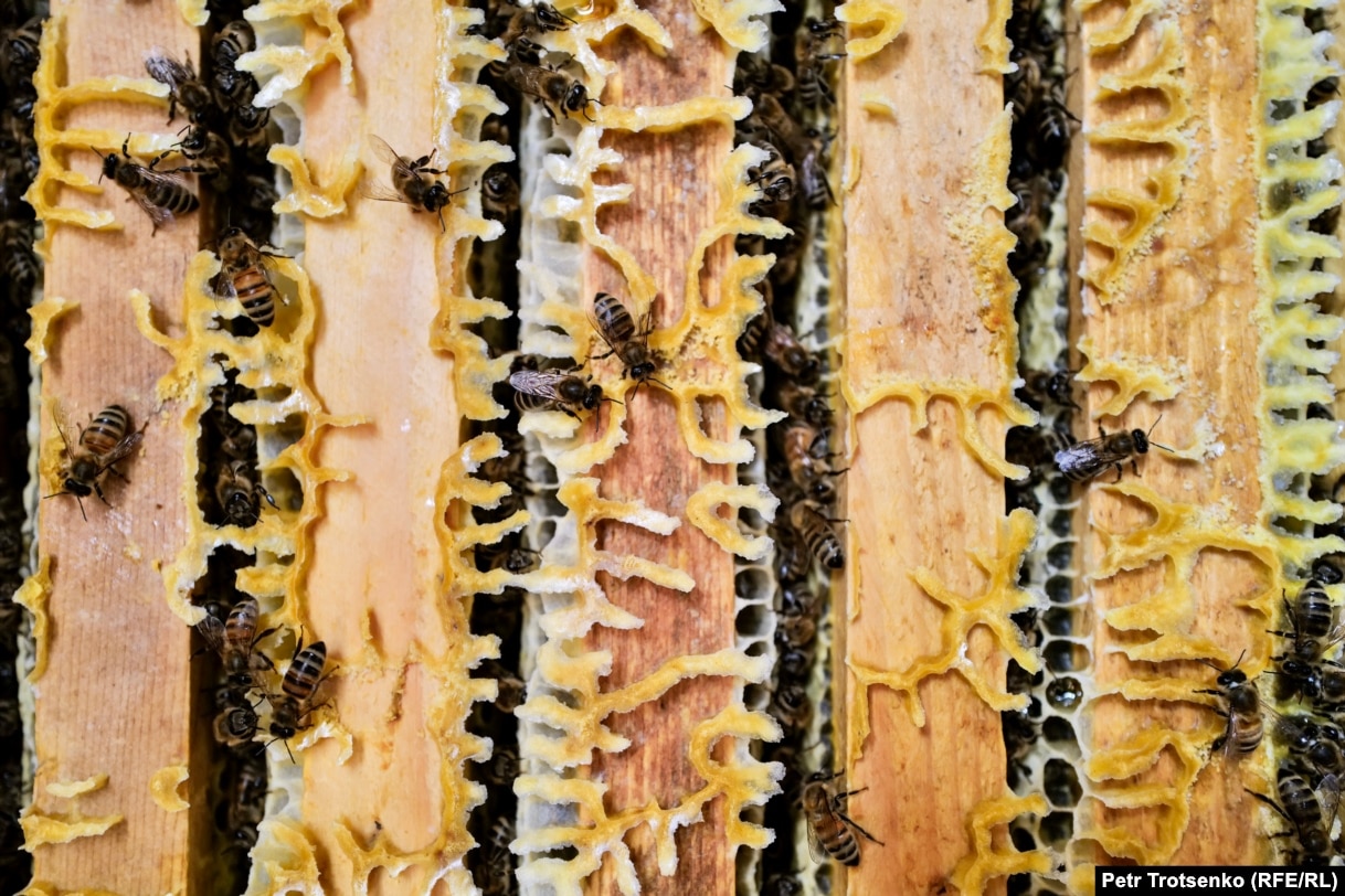 Hives in the mobile apiary