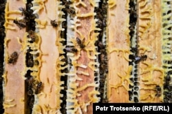 Hives in the mobile apiary