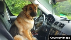 Собака в машине волонтера. Архивное фото