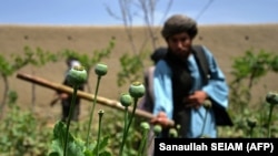 طالبان کمپاین تخریب کشتزار های کوکنار را در چندین ولایت افغانستان راه اندازی کرده اند 