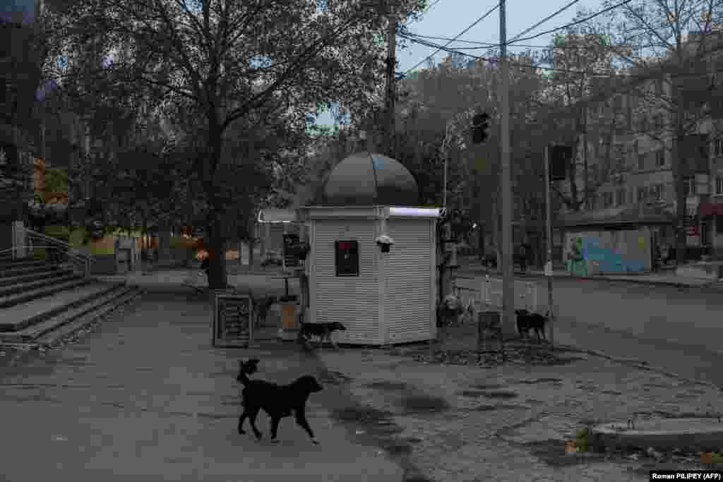 Stray dogs gather on a deserted street in the city of Kherson. The city was liberated from Russian forces on November 11, 2022, after nearly eight months of occupation. Almost a year later, it faces daily attacks. Fearing for the city&#39;s children, local officials established a program to temporarily relocate them to a holiday camp in the mountains in western Ukraine. &nbsp;