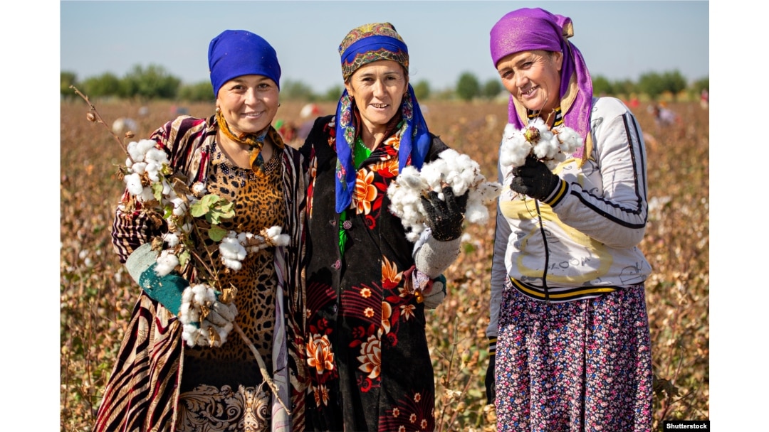 Uzbek women take part in the cotton harvest cotton on the outskirts of Samarkand in 2018.