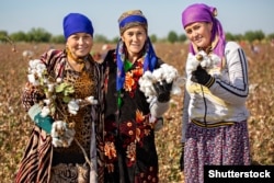 Uzbek women take part in the cotton harvest cotton on the outskirts of Samarkand in 2018.