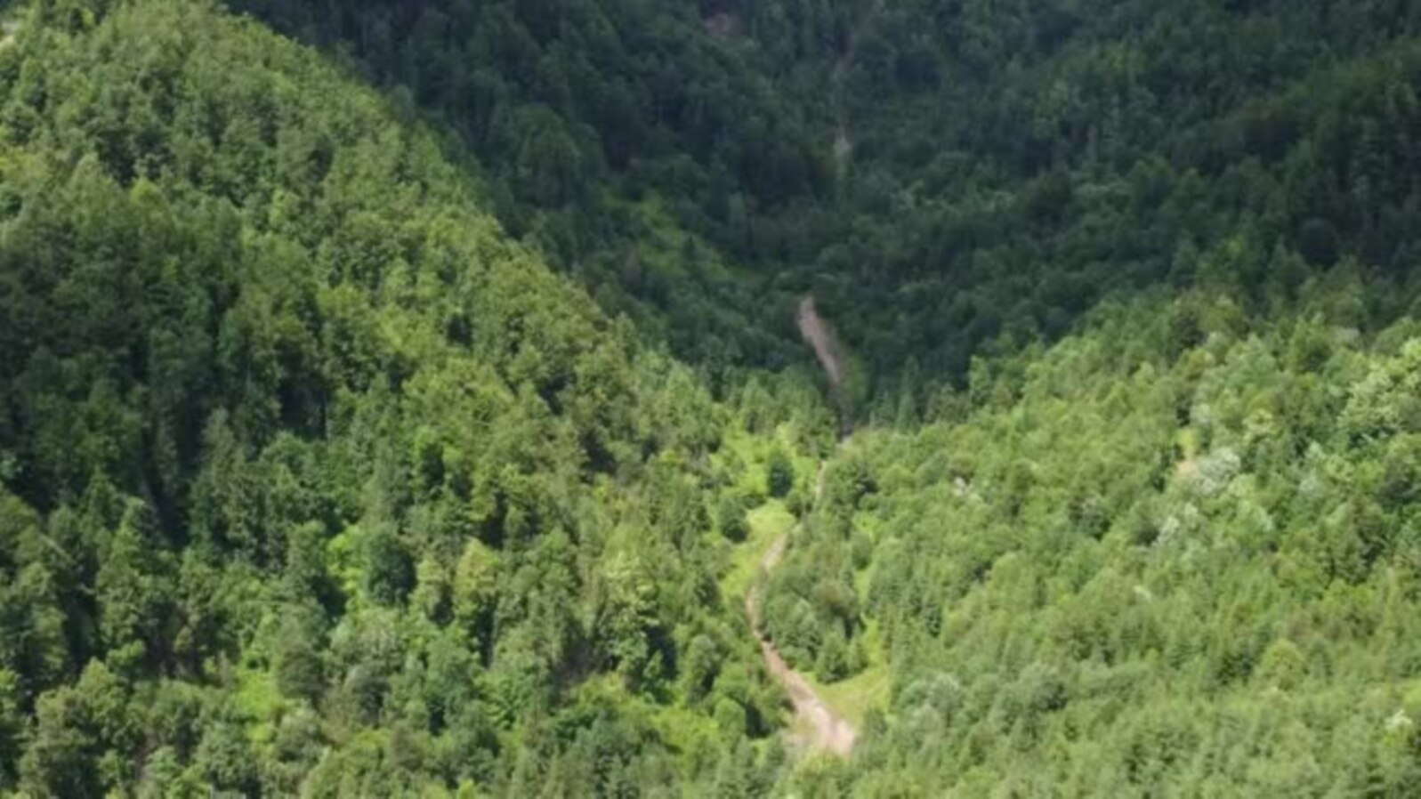 Video | România a crescut suprafața pădurilor, în ultimul deceniu, cu doar 0,3%. În schimb, taie câte un milion de arbori pe an (legal) 