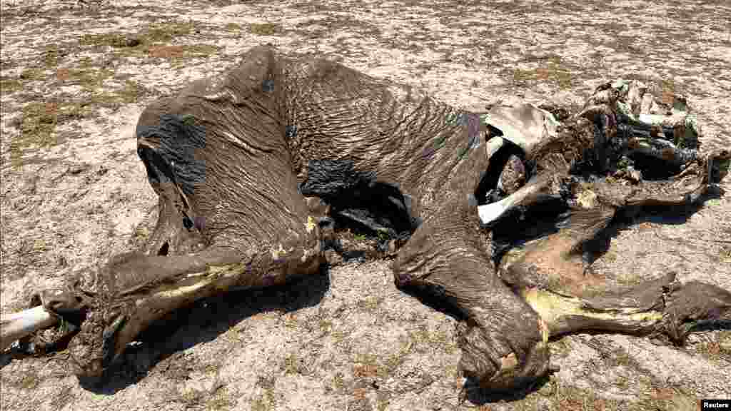 Egy elpusztult elefánt teteme egy itató közelében a zimbabwei Hwange Nemzeti Parkban 2023. december 7-én.&nbsp;A Hwange-on nem folyik keresztül nagyobb folyó, felszíni vizeinek száma csökkent a szárazság miatt, így az állatok szinte csak a napenergiával működő fúrt kutakból kaphatnak vizet &ndash; mondta el a Zimbabwei Parkok és Vadvilág Hatóság (Zimparks) tisztviselője