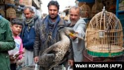 کوچه کاه فروشی در کابل، جای که در بسیاری موارد پرندگان کمیاب در آنجا خرید و فروش می‌شوند