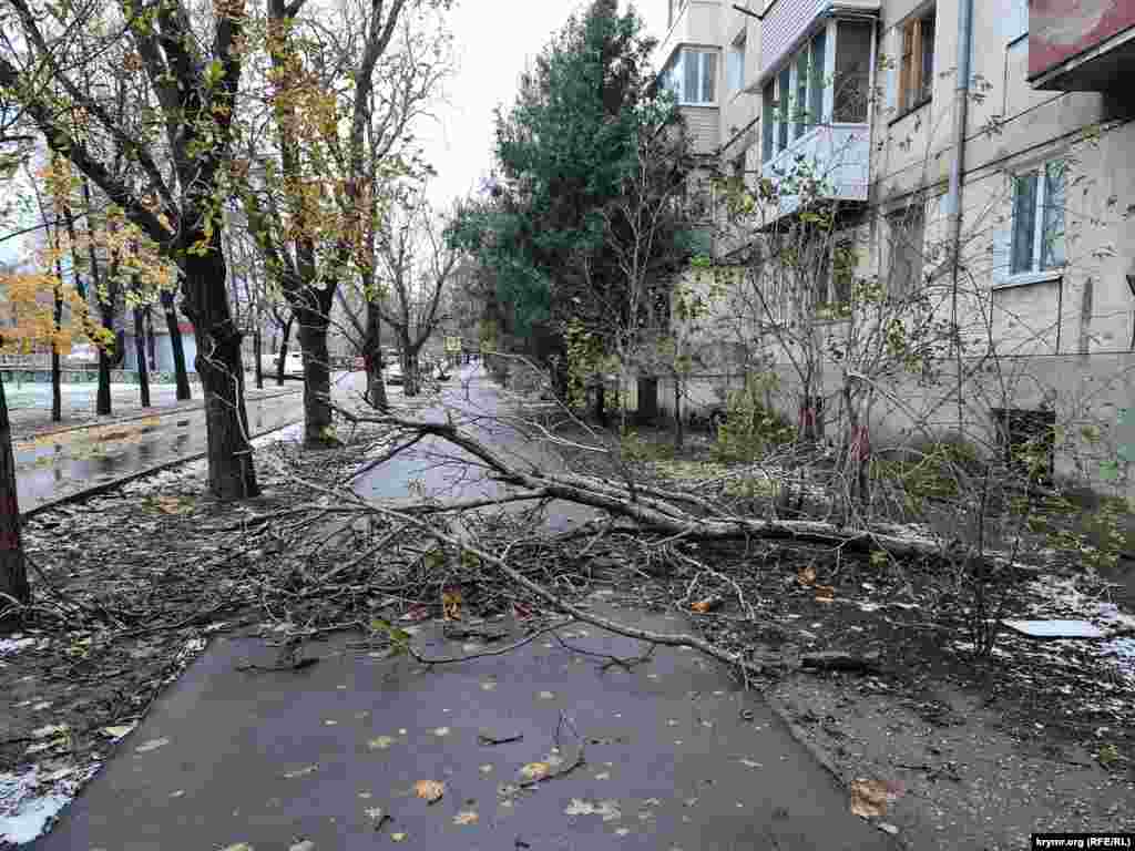 A fallen tree blocks the sidewalk in front of a residential building in Simferopol. &nbsp;