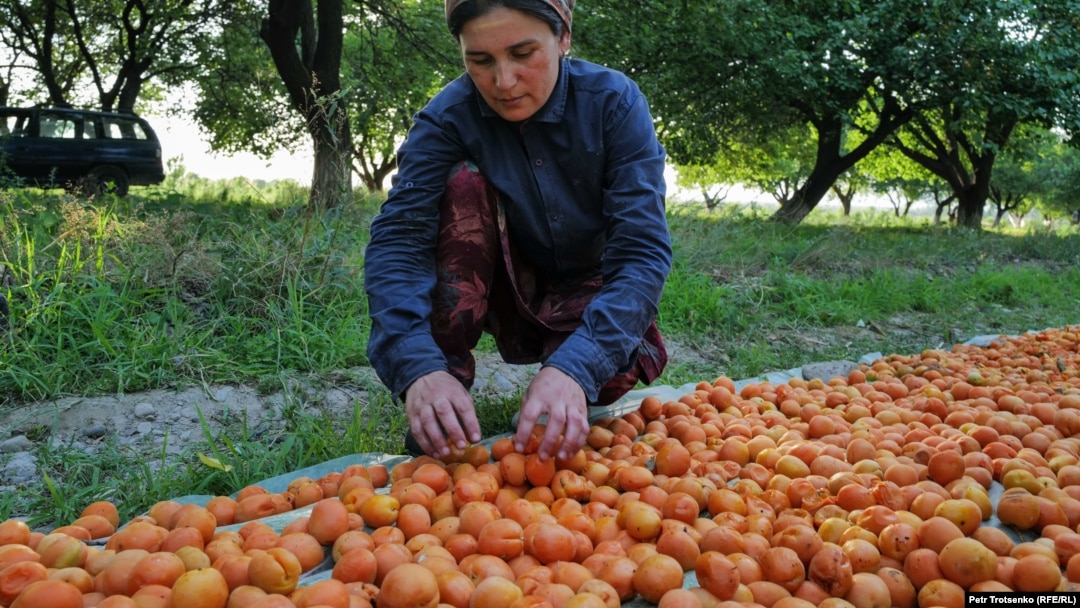 Caisele uscate asigură supraviețuirea unei familii de fermieri din Tadjikistan.
