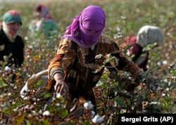 Tajik girls harvest cotton in a field outside the town of Dosti in southern Tajikistan in 2006.