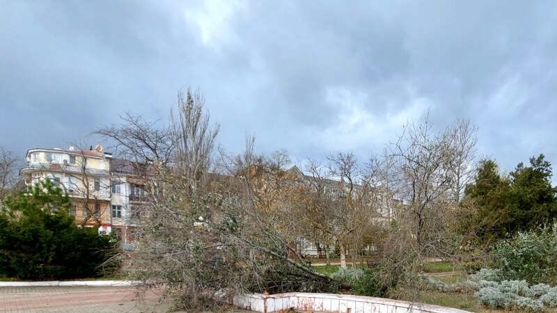 В Керчи штормовой ветер валит деревья (фото)