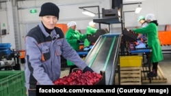 Imagine de la întreprinderea unui producător de mere din Briceni, unde fructele sunt sortate și ambalate, martie 2023.