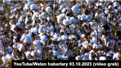 Хлопчатник на поле