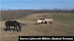 Gyönyörű területen fekszik a menhely által használt legelő Siófok-Törekiben