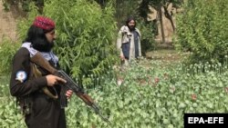 تصویر آرشیف: افراد طالبان در کنار یک مزرعه کوکنار 