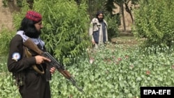 د طالبانو یو شمېر ځواکونه، د افغانستان په جنوب کې د کوکنارو د فصل اړولو پر مهال - ارشیف 