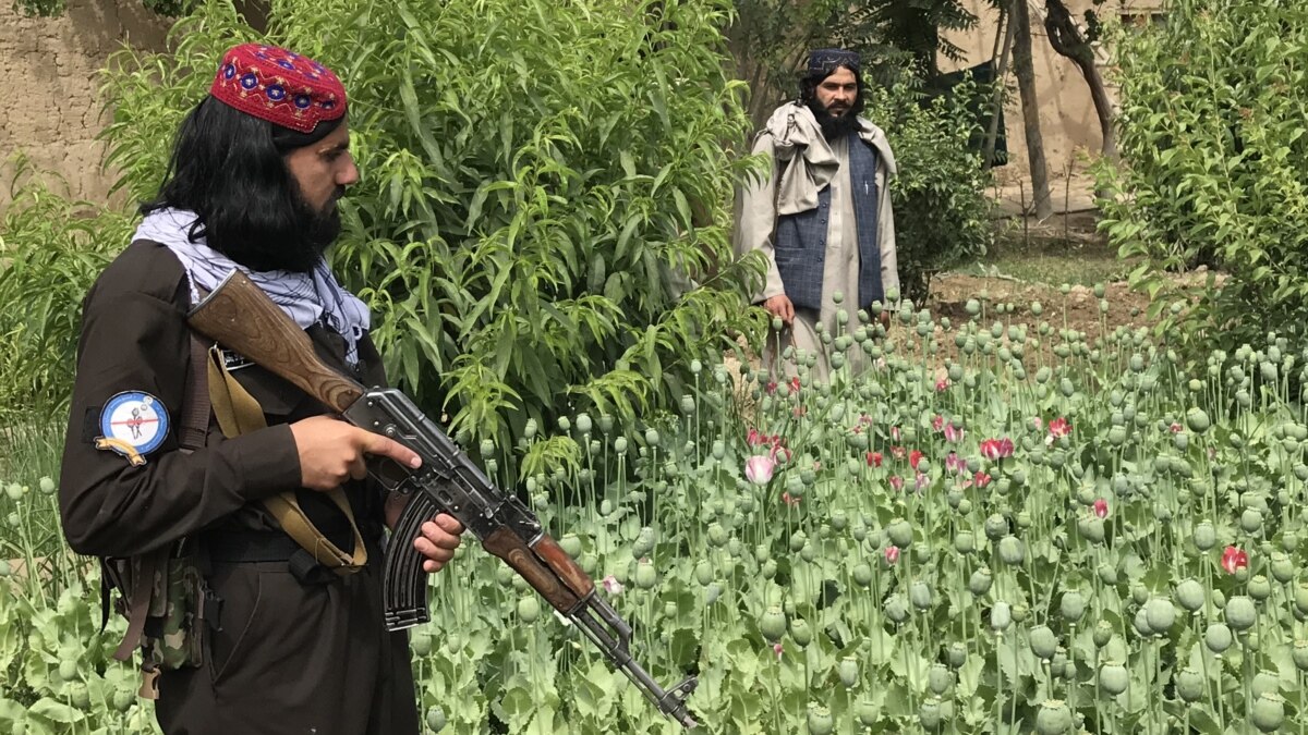 Pipe Dreams: Afghan Poppy Cultivation Jumps Despite Taliban Crackdown - Vimarsana News