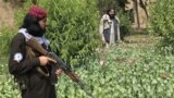 AFGHANISTAN POPPY 