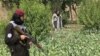طالبان میگویند که کمپاین تخریب کشتزار های کوکنار را در چندین ولایت راه اندازی کرده اند