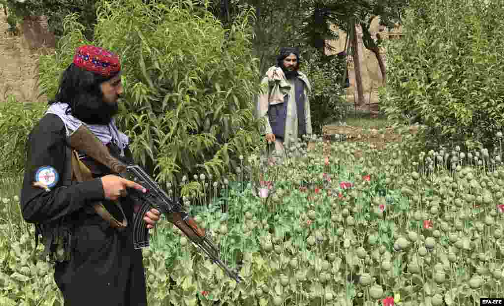 Rojet e armatosura shikojnë ndërsa policia talibane kundër narkotikëve shkatërron fushat me lulëkuqe jashtë Mazar-e-Sharifit, në provincën Balkh, Afganistan më 1 maj. Talibanët ndaluan kultivimin e lulëkuqes në prill 2022. Por, korrja e vitit të kaluar u përjashtua kryesisht nga ndalimi, duke rezultuar në një rritje prej 32 për qind në prodhimin e opiumit. &nbsp; &nbsp;