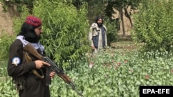 طالبان در یکی از کشتزار های کوکنار 