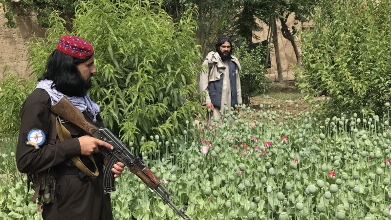 حکومت طالبان تخریب مزارع کوکنار با روش ادویه پاشی را آغاز کرد