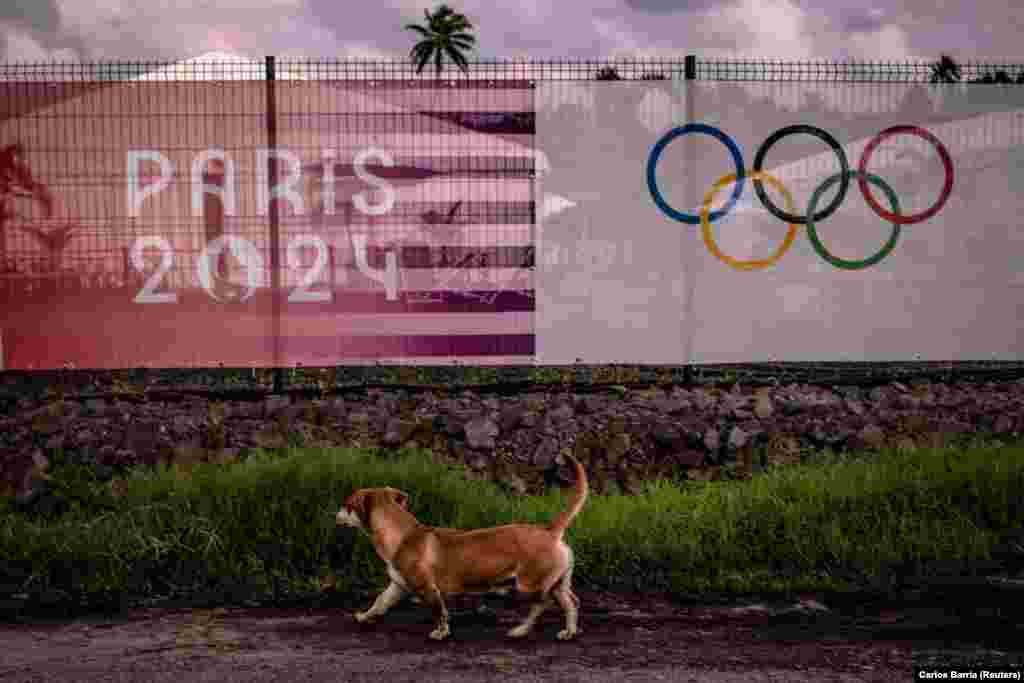 Një qen kalon pranë qendrës së medias në vendin ku mbahen garat e sërfit në Lojërat Olimpike Paris 2024.