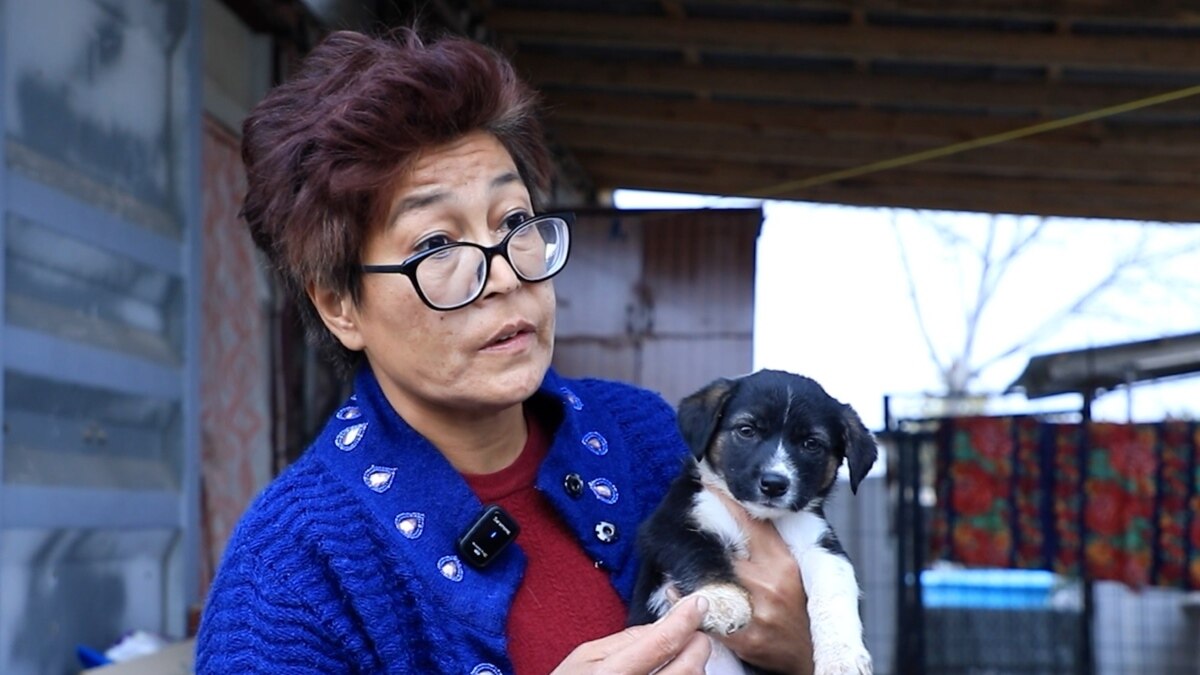Come To Me My Babies Caring For Stray Dogs In Rural Uzbekistan come-to-me-my-babies-caring-for-stray-dogs-in-rural-uzbekistan