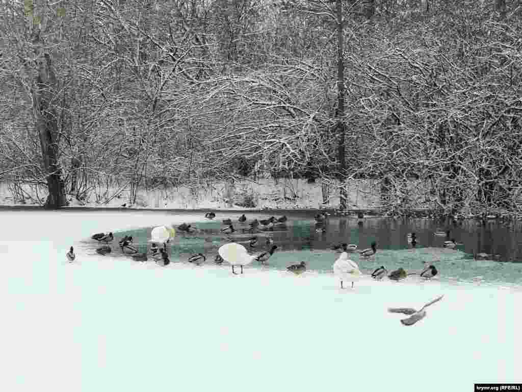 Птицы собираются у прогалин на покрытом льдом пруду