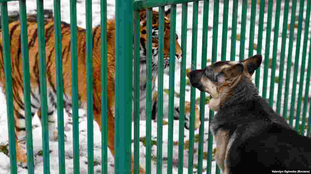 Tihrulia, a sebesült tigris köszönti Popova kutyáját, Tarát