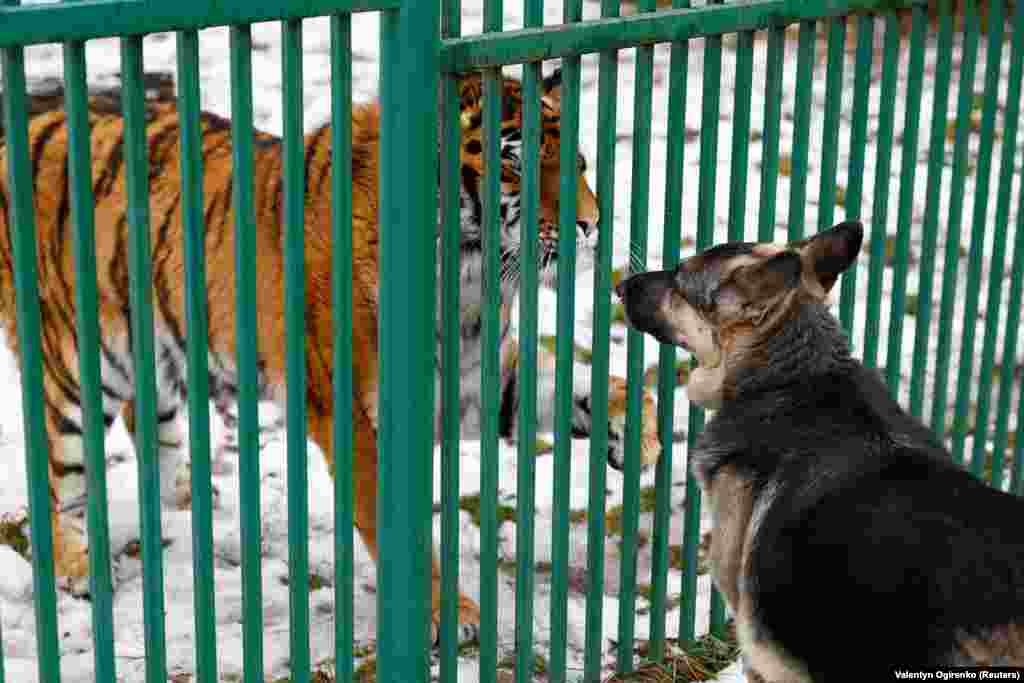 Тигруля, травмированный тигр, &laquo;здоровается&raquo; с Тарой, собакой Натальи Поповой &nbsp;