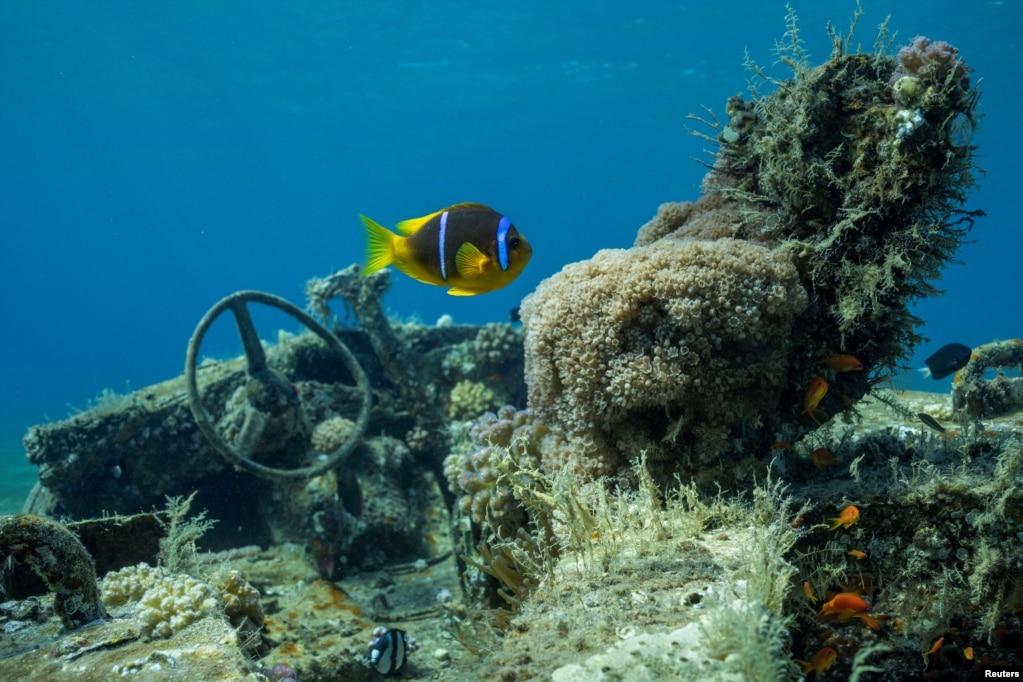 Këto janë bërë vende të njohura për zhytje pasi janë të pasura me shkëmbinj koralesh dhe jetë detare aktive.