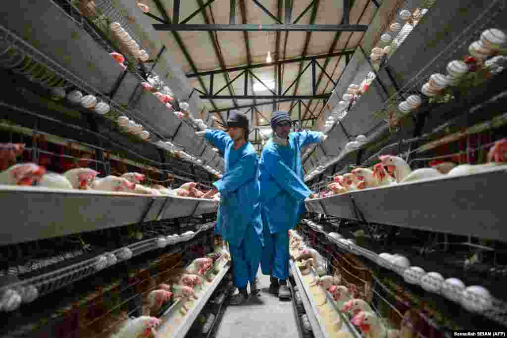 Afghan workers collect eggs at a poultry farm in the Daman district of Kandahar Province.&nbsp;