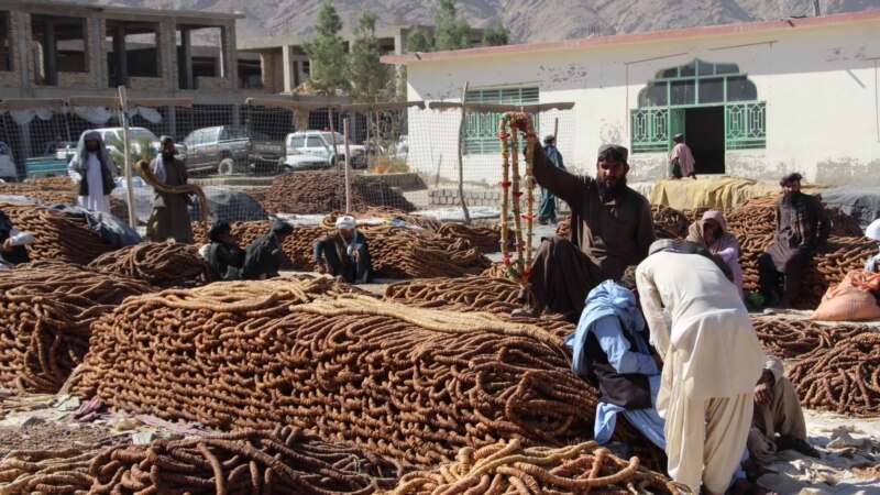 حکومت طالبان: افغانستان در سال گذشته به ارزش۸۱۱ میلیون دالر صادرات داشت  