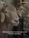 Тадбиркор: Қўй боқиб, бой бўлдик