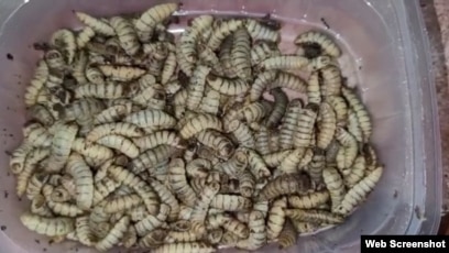 Жезөкшелер сиқырды сорады Анальды секс сезімдерінің сипаттамасы