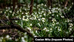 گل‌های بهاری در زمستان رومانی