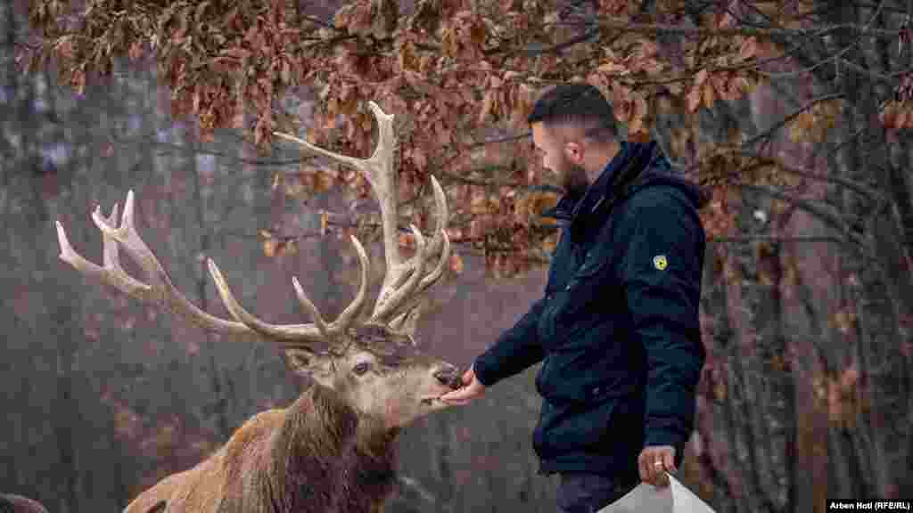 Agron Tullari feeds a stag by hand. The family welcomes visitors to see the animals firsthand. 